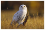 Snowy Owl Adult Amid Dry Grass, Circumpolar Species, British Columbia, Canada-Paper Art-62,,X42,,