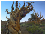 Foxtail Pine Tree, Ancient Trees, Schulman Grove, White Mountains, California-Paper Art-50,,X38,,