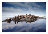 Steller'S Sea Lion Group Hauled Out On Coastal Rocks, Brothers Island, Alaska-Paper Art-26,,X18,,