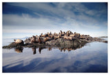 Steller'S Sea Lion Group Hauled Out On Coastal Rocks, Brothers Island, Alaska-Paper Art-50,,X34,,