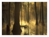 Bald Cypress Grove In Freshwater Swamp At Dawn, Lake Fausse Pointe, Louisiana-Paper Art-26,,X20,,