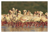 Lesser Flamingo Group Parading In A Mass Courtship Dance, Lake Bogoria, Kenya-Paper Art-38,,X26,,