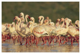 Lesser Flamingo Group Parading In A Mass Courtship Dance, Lake Bogoria, Kenya-Paper Art-50,,X34,,