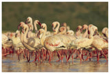 Lesser Flamingo Group Parading In A Mass Courtship Dance, Lake Bogoria, Kenya-Paper Art-62,,X42,,