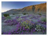 Sand Verbena And Desert Sunflowers Anza-Borrego Desert State Park, California-Paper Art-34,,X26,,