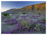 Sand Verbena And Desert Sunflowers Anza-Borrego Desert State Park, California-Paper Art-42,,X32,,