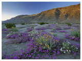 Sand Verbena And Desert Sunflowers Anza-Borrego Desert State Park, California-Paper Art-50,,X38,,