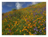 California Poppy And Desert Bluebells Carpeting A Spring Hillside, California-Paper Art-26,,X20,,