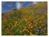 California Poppy And Desert Bluebells Carpeting A Spring Hillside, California-Paper Art-34,,X26,,