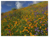 California Poppy And Desert Bluebells Carpeting A Spring Hillside, California-Paper Art-50,,X38,,