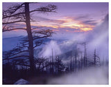 Rolling Fog On Clingman'S Dome, Great Smoky Mountains National Park, Tennessee-Paper Art-50,,X38,,
