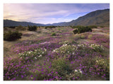 Sand Verbena And Primrose Blooming, Anza-Borrego Desert State Park, California-Paper Art-18,,X14,,
