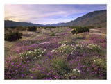 Sand Verbena And Primrose Blooming, Anza-Borrego Desert State Park, California-Paper Art-26,,X20,,