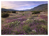 Sand Verbena And Primrose Blooming, Anza-Borrego Desert State Park, California-Paper Art-42,,X32,,