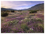 Sand Verbena And Primrose Blooming, Anza-Borrego Desert State Park, California-Paper Art-50,,X38,,