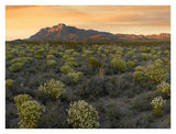Pepperweed Meadow Beneath El Capitan, Guadalupe Mountains National Park, Texas-Paper Art-34,,X26,,