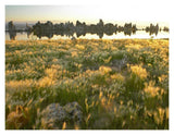 Squirreltail Barley And Tufa Towers Silhouetted At Dawn, Mono Lake, California-Paper Art-18,,X14,,