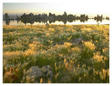 Squirreltail Barley And Tufa Towers Silhouetted At Dawn, Mono Lake, California-Paper Art-42,,X32,,