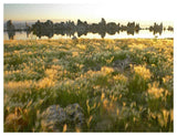 Squirreltail Barley And Tufa Towers Silhouetted At Dawn, Mono Lake, California-Paper Art-50,,X38,,