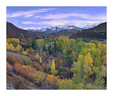 Quaking Aspen Forest In Autumn, Snowmass Mountain Near Quaking Aspen, Colorado-Paper Art-18,,X15.28,,