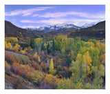Quaking Aspen Forest In Autumn, Snowmass Mountain Near Quaking Aspen, Colorado-Paper Art-24,,X20.26,,