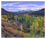 Quaking Aspen Forest In Autumn, Snowmass Mountain Near Quaking Aspen, Colorado-Paper Art-38,,X31.88,,