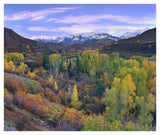 Quaking Aspen Forest In Autumn, Snowmass Mountain Near Quaking Aspen, Colorado-Paper Art-42,,X35.2,,