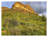 Organ Pipe Cactus Organ Pipe Cactus National Monument, Sonoran Desert, Arizona-Paper Art-34,,X26,,