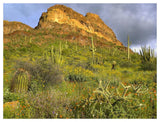 Organ Pipe Cactus Organ Pipe Cactus National Monument, Sonoran Desert, Arizona-Paper Art-50,,X38,,