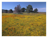 California Poppy And Eriophyllum Flowers In Field, Antelope Valley, California-Paper Art-26,,X20,,