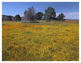 California Poppy And Eriophyllum Flowers In Field, Antelope Valley, California-Paper Art-42,,X32,,
