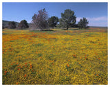 California Poppy And Eriophyllum Flowers In Field, Antelope Valley, California-Paper Art-50,,X38,,
