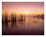 Reeds Reflected In Sweet Bay Pond At Sunrise, Everglades National Park, Florida-Paper Art-26,,X20,,