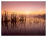Reeds Reflected In Sweet Bay Pond At Sunrise, Everglades National Park, Florida-Paper Art-34,,X26,,