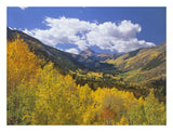 Haystack Mountain With Aspen Forest, Maroon Bells-Snowmass Wilderness, Colorado-Paper Art-26,,X20,,