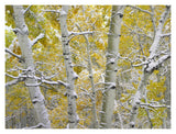 Snow-Covered Aspen Forest Near Kebbler Pass, Gunnison National Forest, Colorado-Paper Art-18,,X14,,