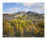 Quaking Aspen Forest And Chair Mountain In Autumn, Raggeds Wilderness, Colorado-Paper Art-18,,X15.28,,