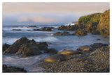 Northern Elephant Seals Resting On The Beach, Point Piedras Blancas, California-Paper Art-50,,X34,,