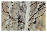 Long-Eared Owl Perching In A Tree, Circumpolar Species, British Columbia, Canada-Paper Art-32,,X22,,