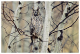 Long-Eared Owl Perching In A Tree, Circumpolar Species, British Columbia, Canada-Paper Art-62,,X42,,