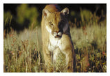 Mountain Lion Or Cougar Walking Through Tall Grass Towards Camera, North America-Paper Art-32,,X22,,