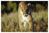 Mountain Lion Or Cougar Walking Through Tall Grass Towards Camera, North America-Paper Art-50,,X34,,