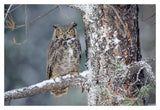 Great Horned Owl Adult Perching In A Snow-Covered Tree, British Columbia, Canada-Paper Art-20,,X14,,
