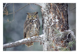 Great Horned Owl Adult Perching In A Snow-Covered Tree, British Columbia, Canada-Paper Art-26,,X18,,