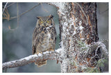 Great Horned Owl Adult Perching In A Snow-Covered Tree, British Columbia, Canada-Paper Art-50,,X34,,
