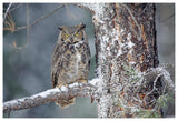 Great Horned Owl Adult Perching In A Snow-Covered Tree, British Columbia, Canada-Paper Art-62,,X42,,
