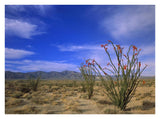 Ocotillo And The Vallecito Mountains, Anza-Borrego Desert State Park, California-Paper Art-34,,X26,,