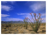 Ocotillo And The Vallecito Mountains, Anza-Borrego Desert State Park, California-Paper Art-42,,X32,,