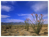Ocotillo And The Vallecito Mountains, Anza-Borrego Desert State Park, California-Paper Art-50,,X38,,