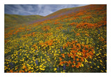 Hills Covered With California Poppies And Lupine Tehachapi Mountains, California-Paper Art-26,,X18,,